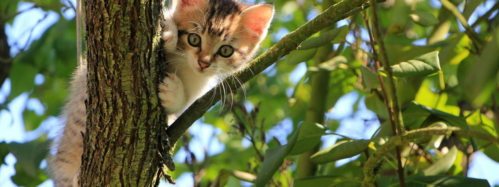 Photo of a calico kitten in a tree