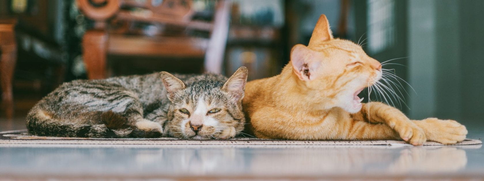 Photo of two cats, a brown tabby and an orange tabby, resting together. The orange tabby is yawning.