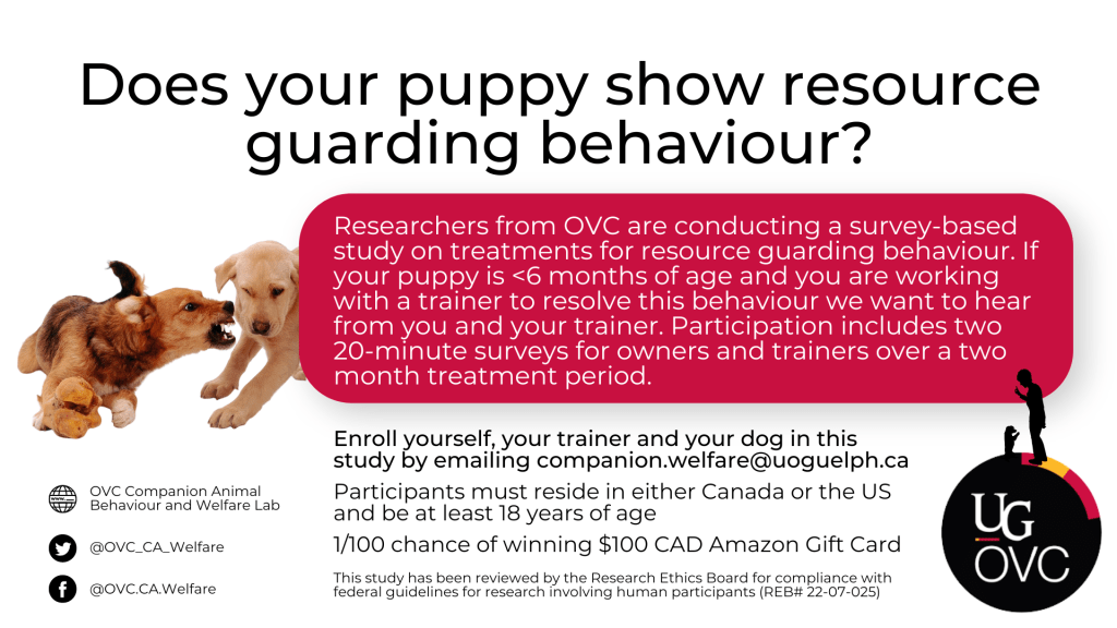 Advertisement for puppy owners for project titled " Are you training a puppy showing resource guarding behaviour". Includes project description and eligibility information as in website text above.

Additional information:
- Participants have a 1/100 chance of winning $100 CAD Amazon Gift Card

- This study has been reviewed by the Research Ethics Board for compliance with federal guidelines for research involving human participants (REB#22-07-025)