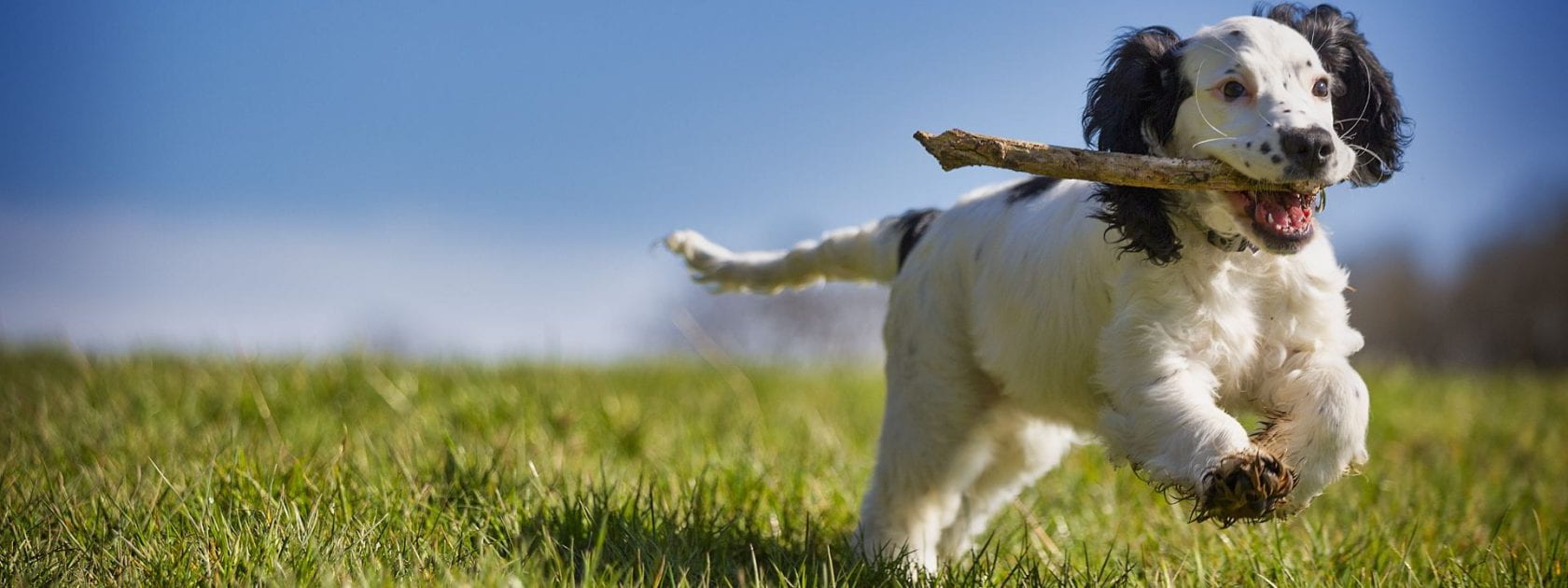 Photo of a black and white puppy running through a field with a stick
