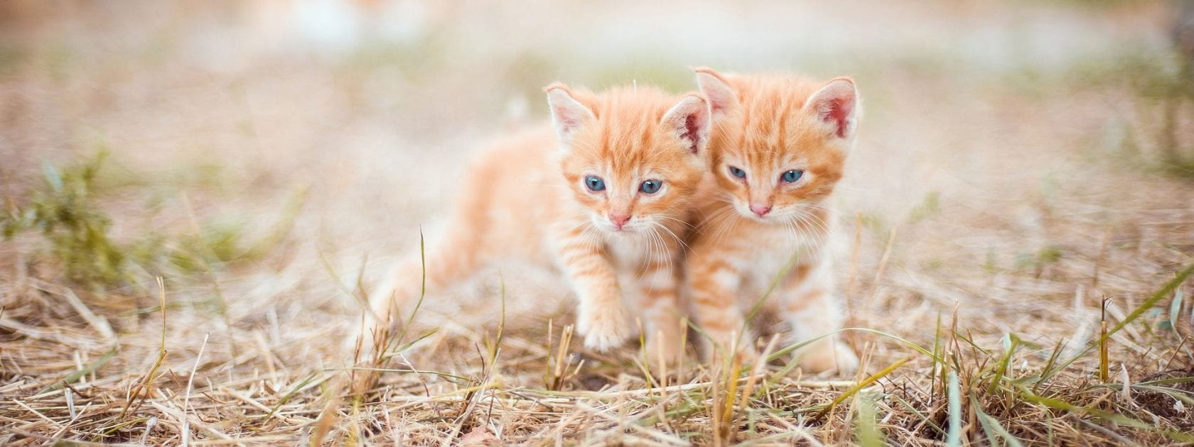 Photo of two orange kittens outside on brownish grass